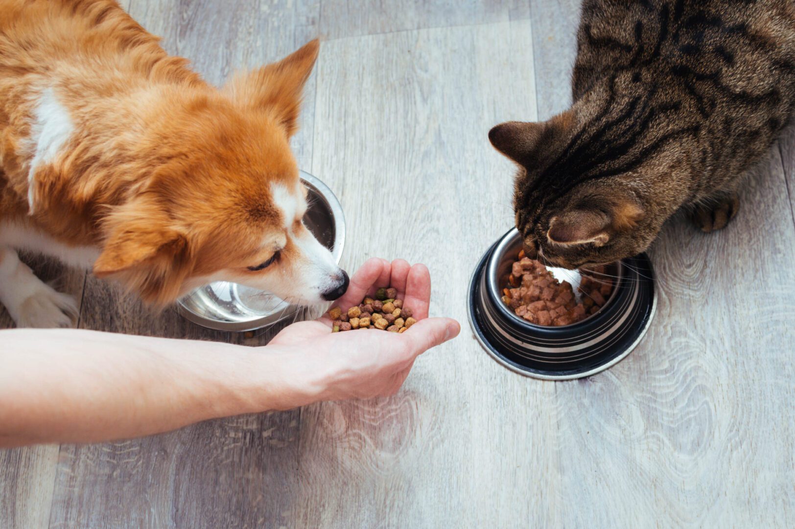 A dog and a cat eating food side by side on a wooden floor.