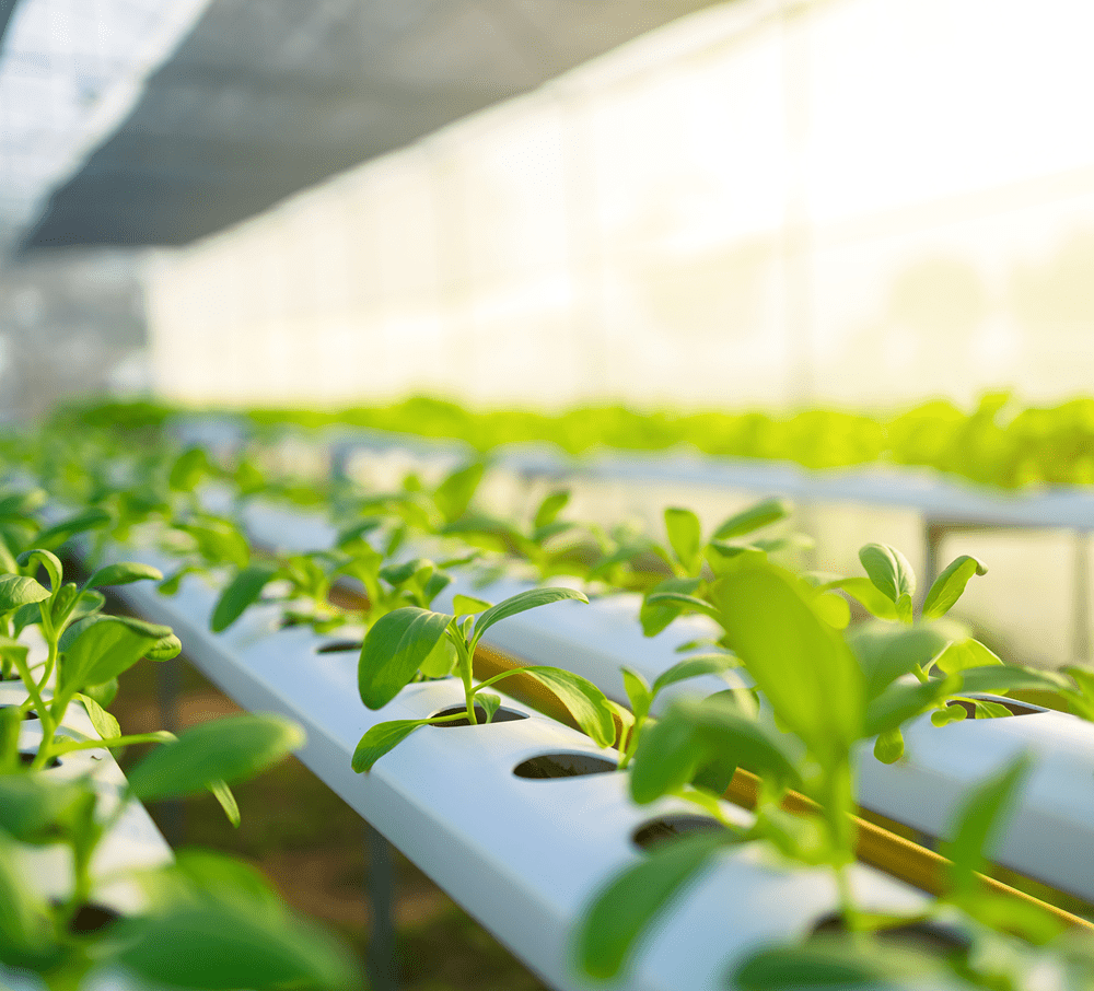 Hydroponics