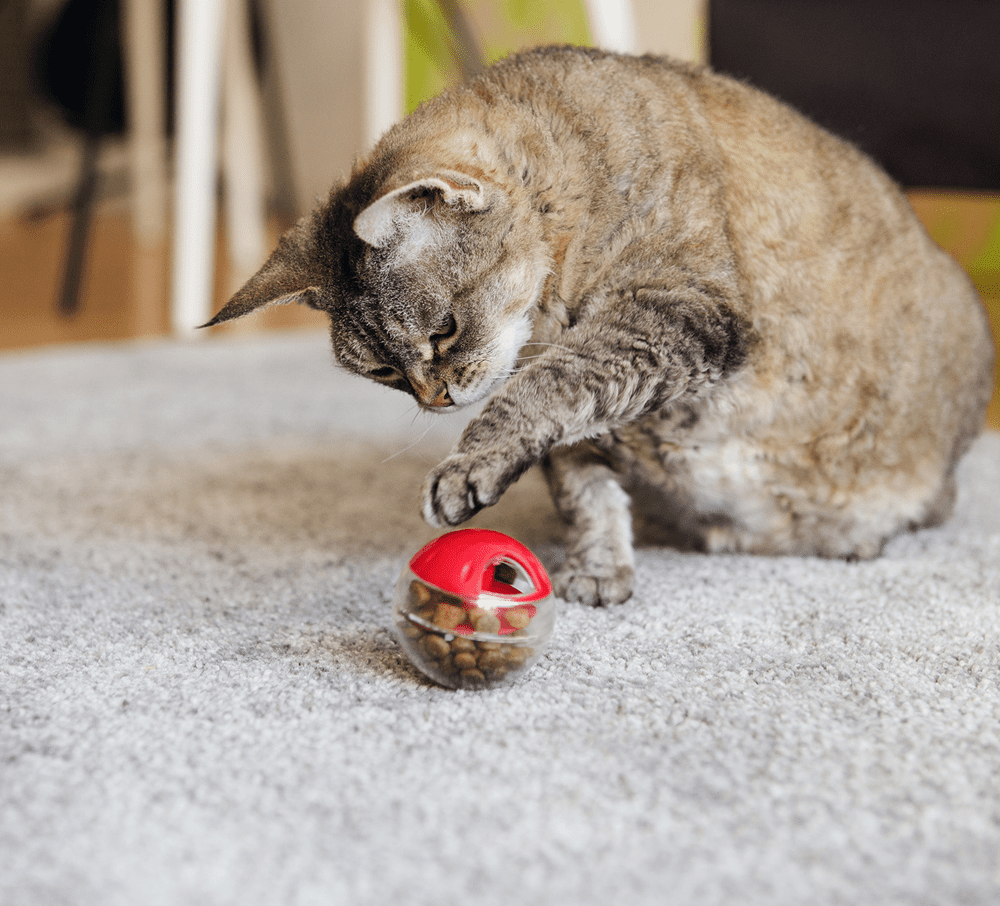 Cat Accessories
