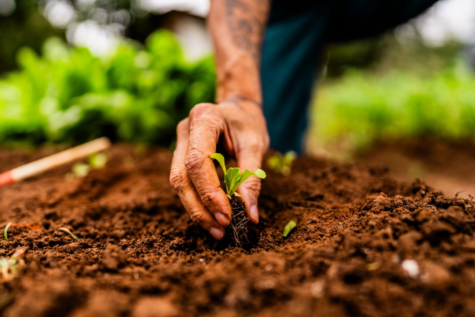 Hand planting a small seedling in rich soil outdoors.
