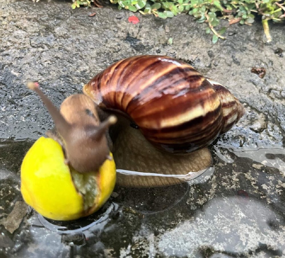 Pest Management