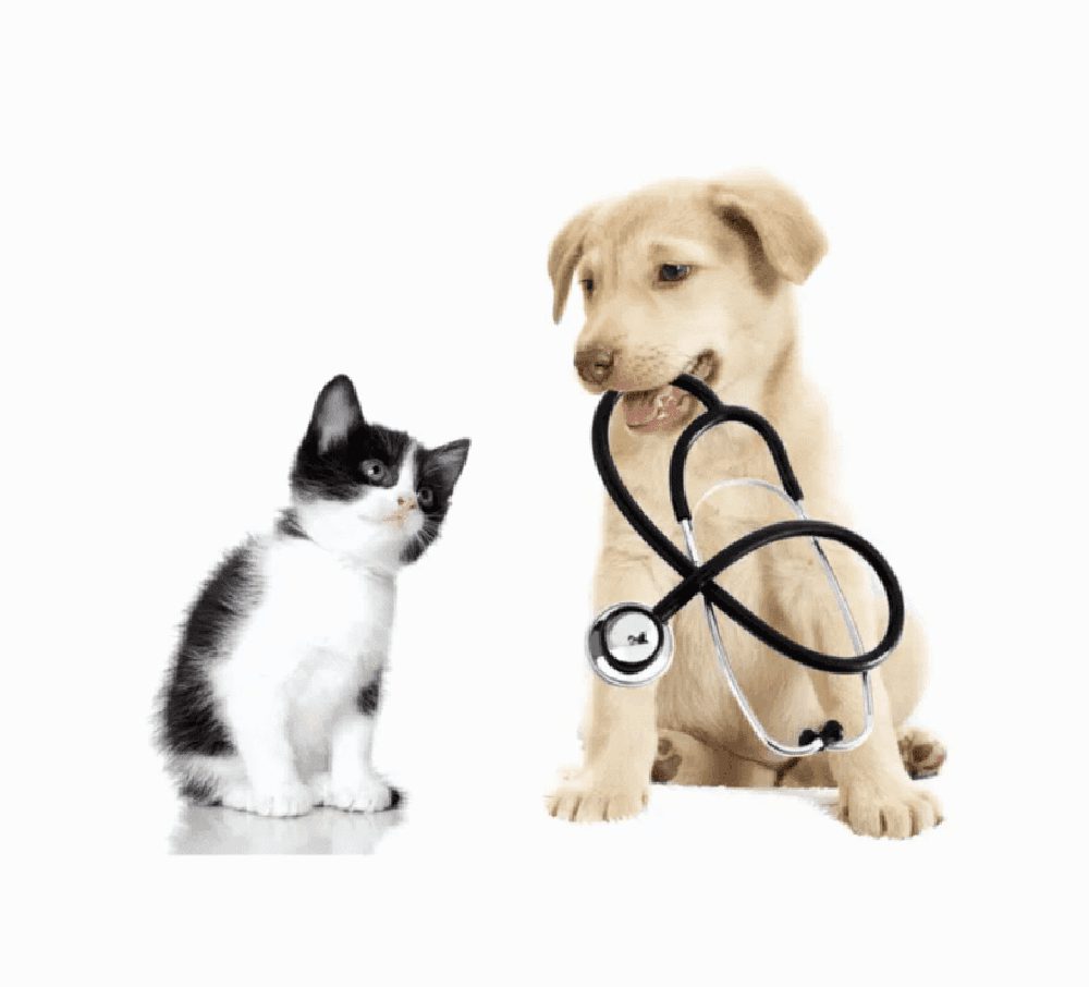 Pet Vitamins/ Meds